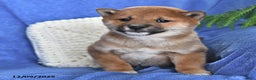 Shiba Inu dogs for sale: Paul - Ad 2