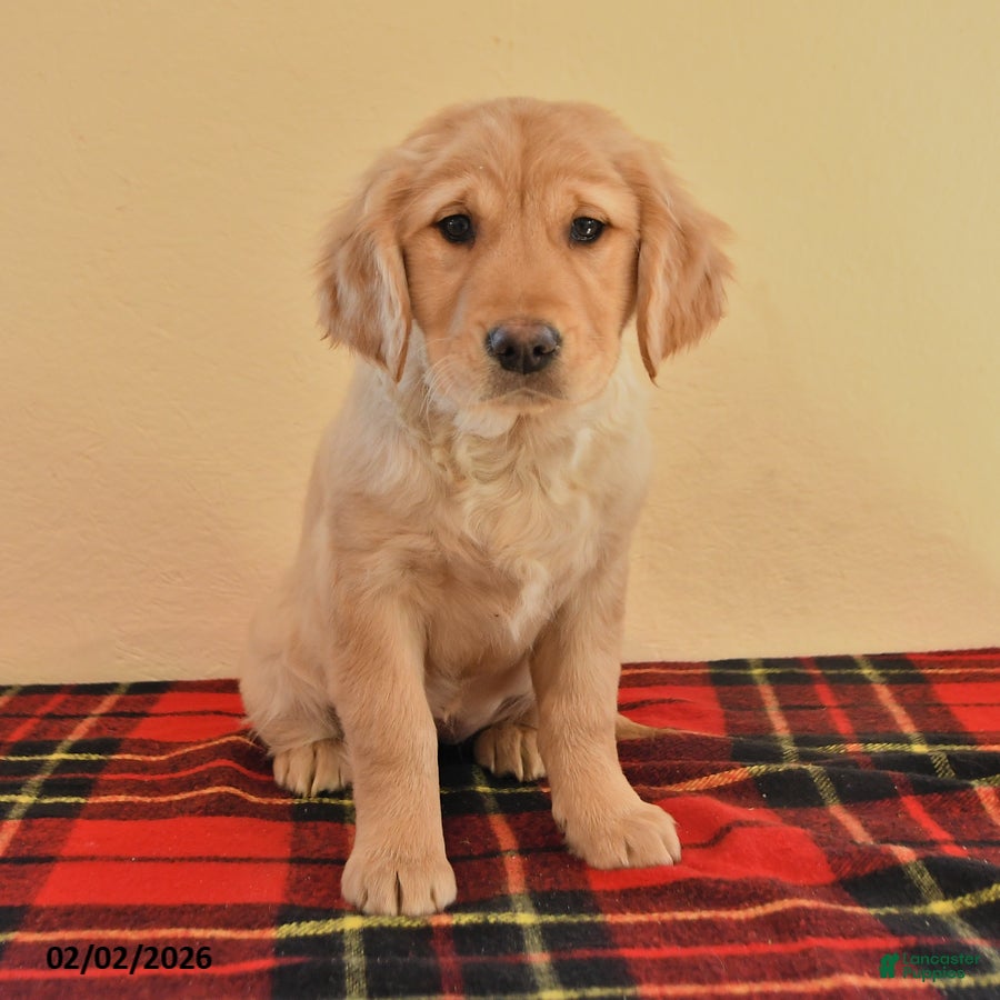 Golden Retriever dogs Rose  - Ad 24