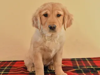 Golden Retriever dogs Rose - Ad 24