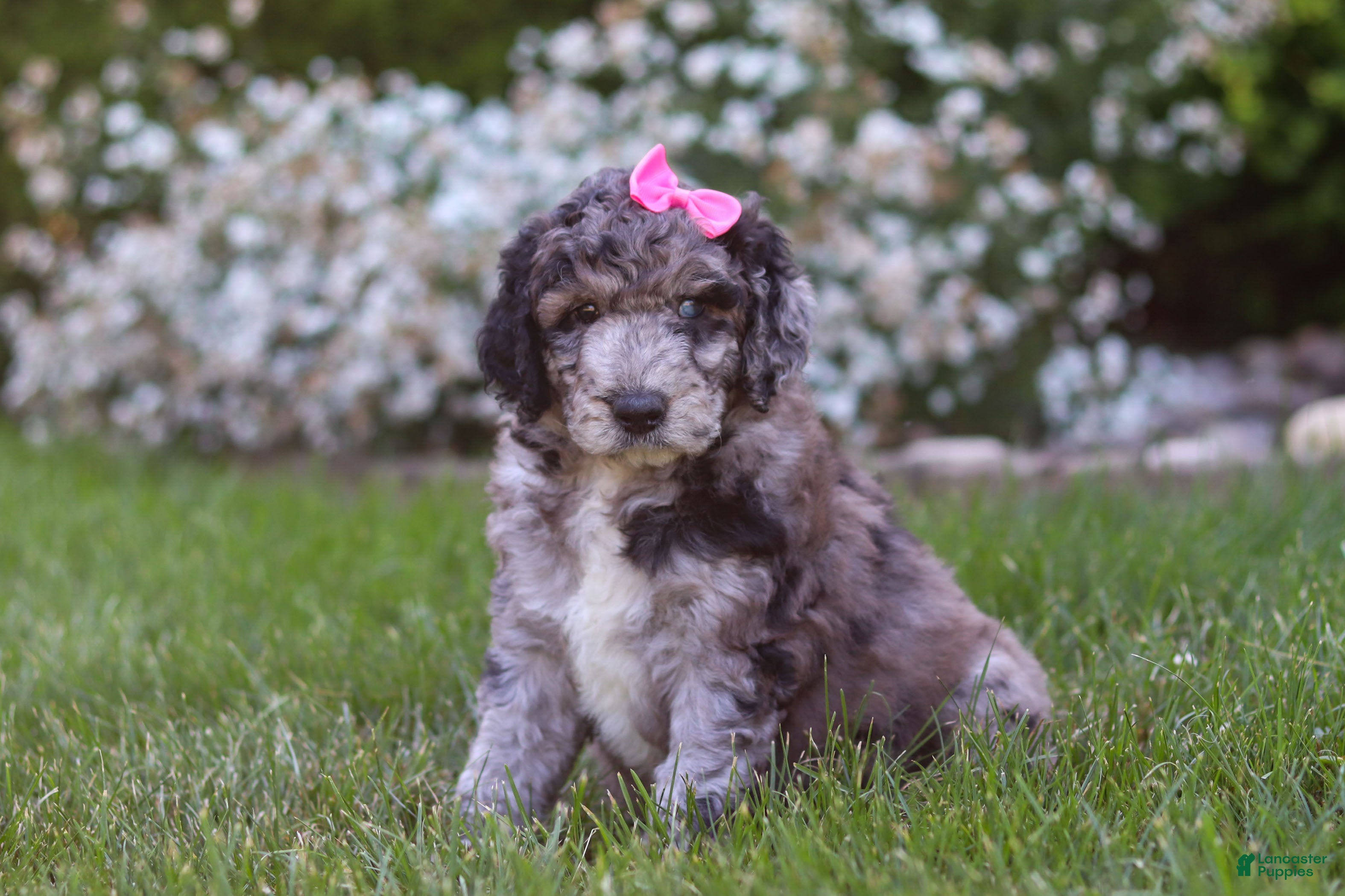 Newfypoo dogs for sale: Ally - Ad 4