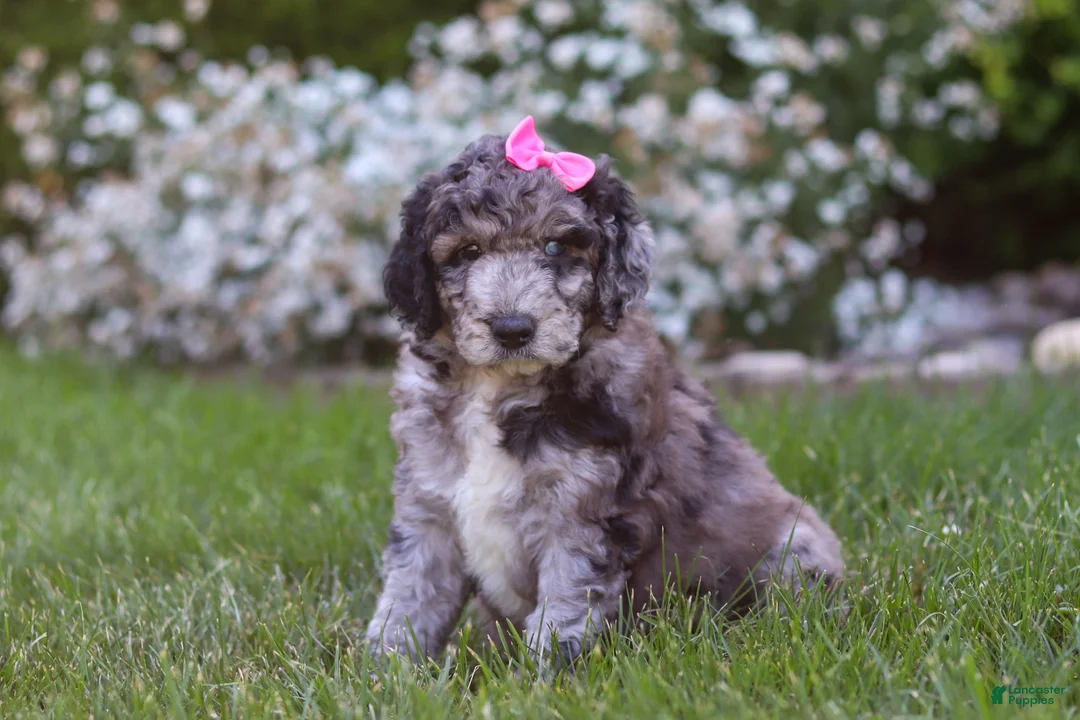 Newfypoo dogs for sale: Ally - Ad 1