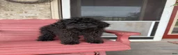 Cavapoo dogs for sale: Elsa - Ad 2
