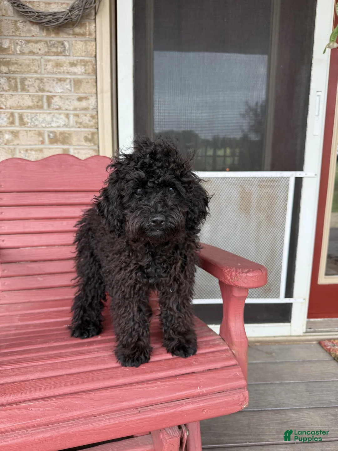 Cavapoo dogs for sale: Elsa - Ad 2