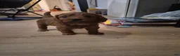 Cavapoo dogs for sale: Littlefoot - Ad 4