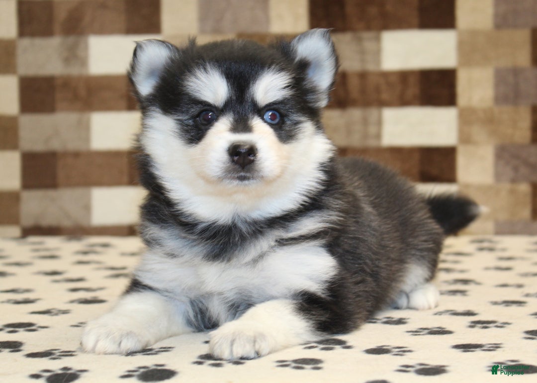 Pomsky dogs for sale: Pearl - Ad 2