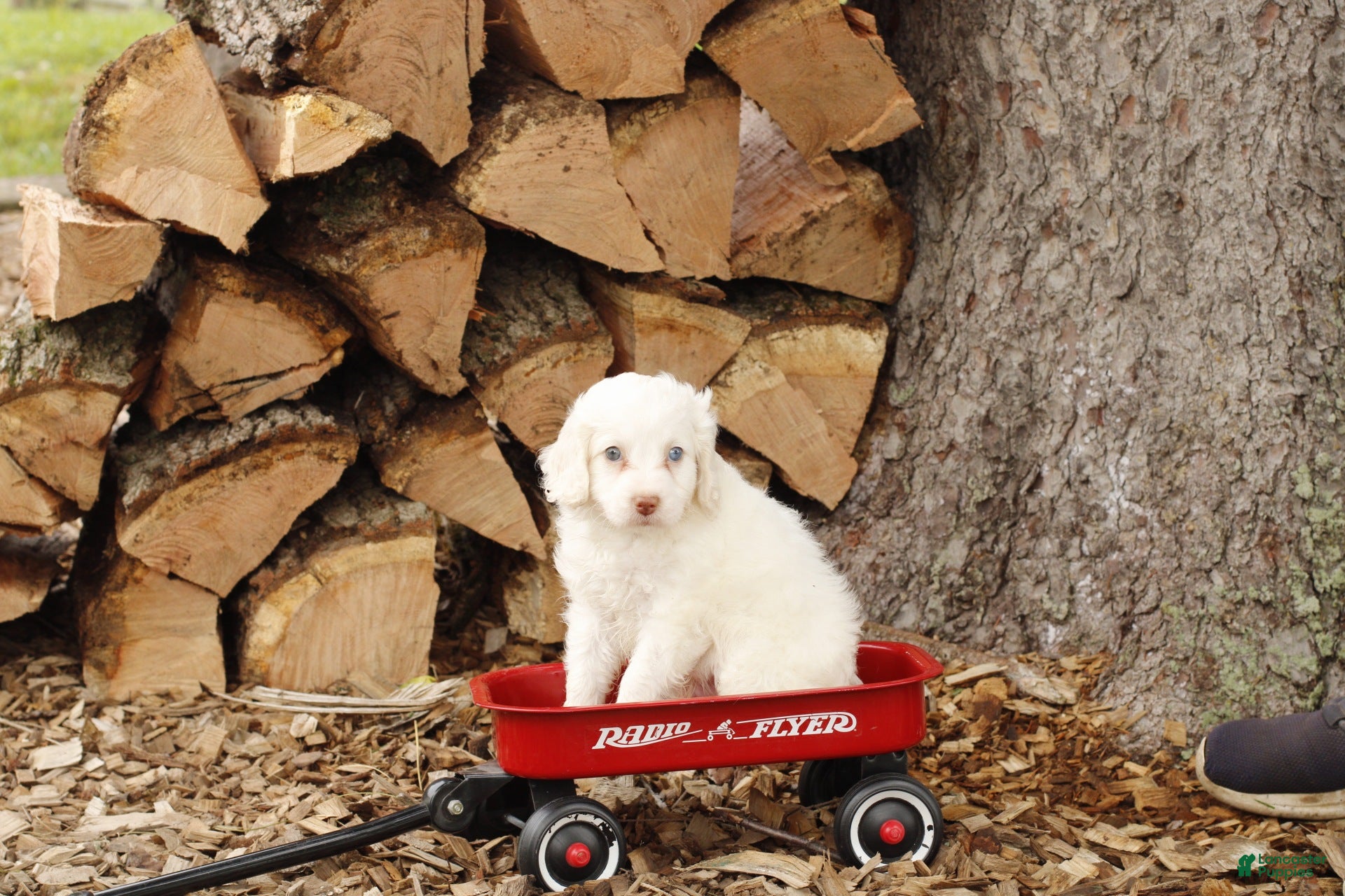 Cockapoo dogs for sale: Marshmallow - Ad 2