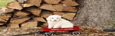 Marshmallow