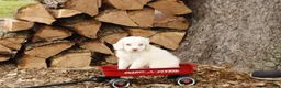 Cockapoo dogs for sale: Marshmallow - Ad 1