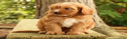 Cavapoo dogs for sale: Stella - Ad 6
