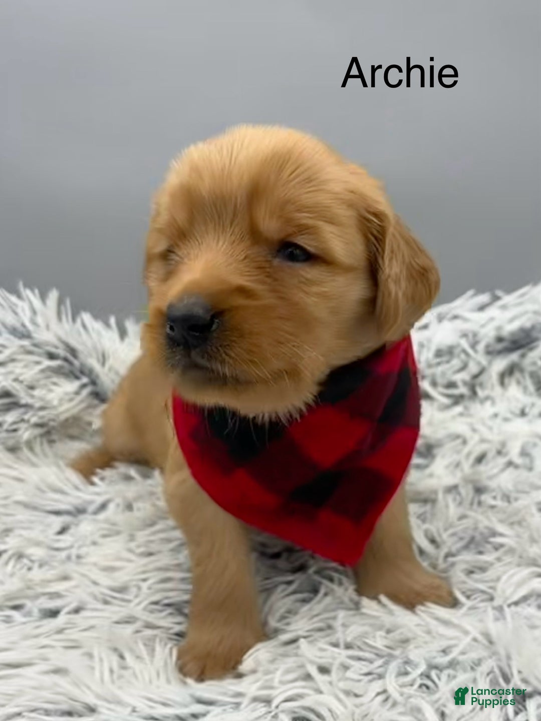 Golden Retriever dogs for sale: Archie. - Ad 3