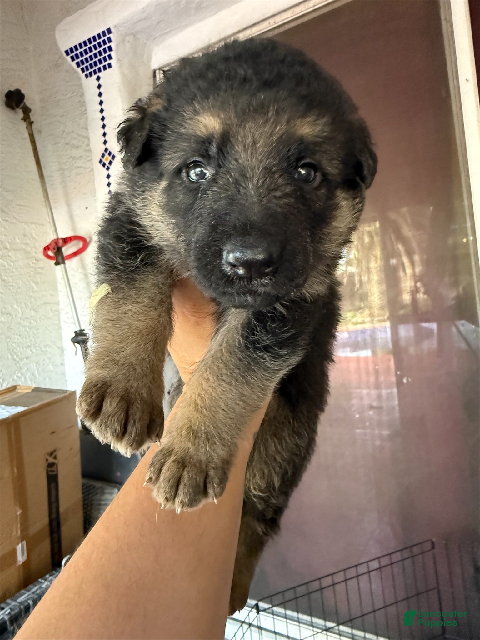 German Shepherd dogs German Shepherd 4 - Ad 24