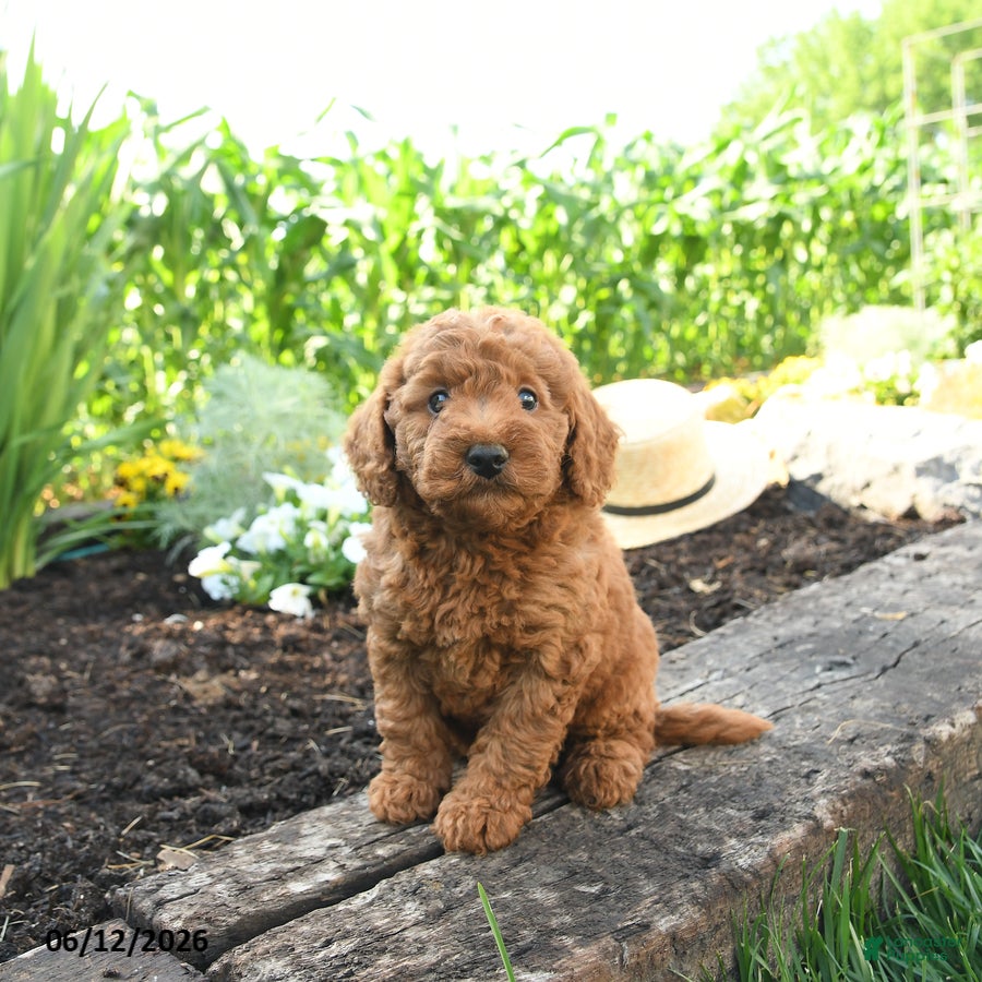 Miniature Poodle dogs Chase - Ad 1