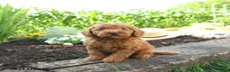 Miniature Poodle dogs for sale: Chase - Ad 1