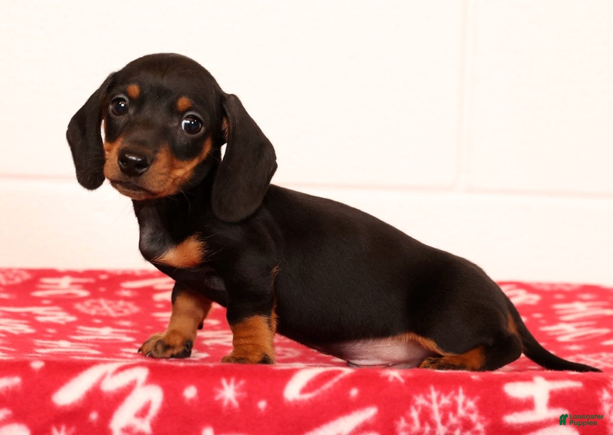 Miniature Dachshund dogs Henry - Ad 1
