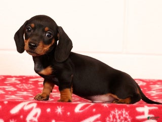 Miniature Dachshund dogs Henry - Ad 1
