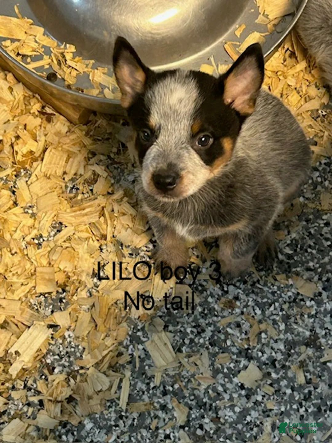 Australian Cattle Dog dogs for sale: LILO BOY 3 - Ad 1