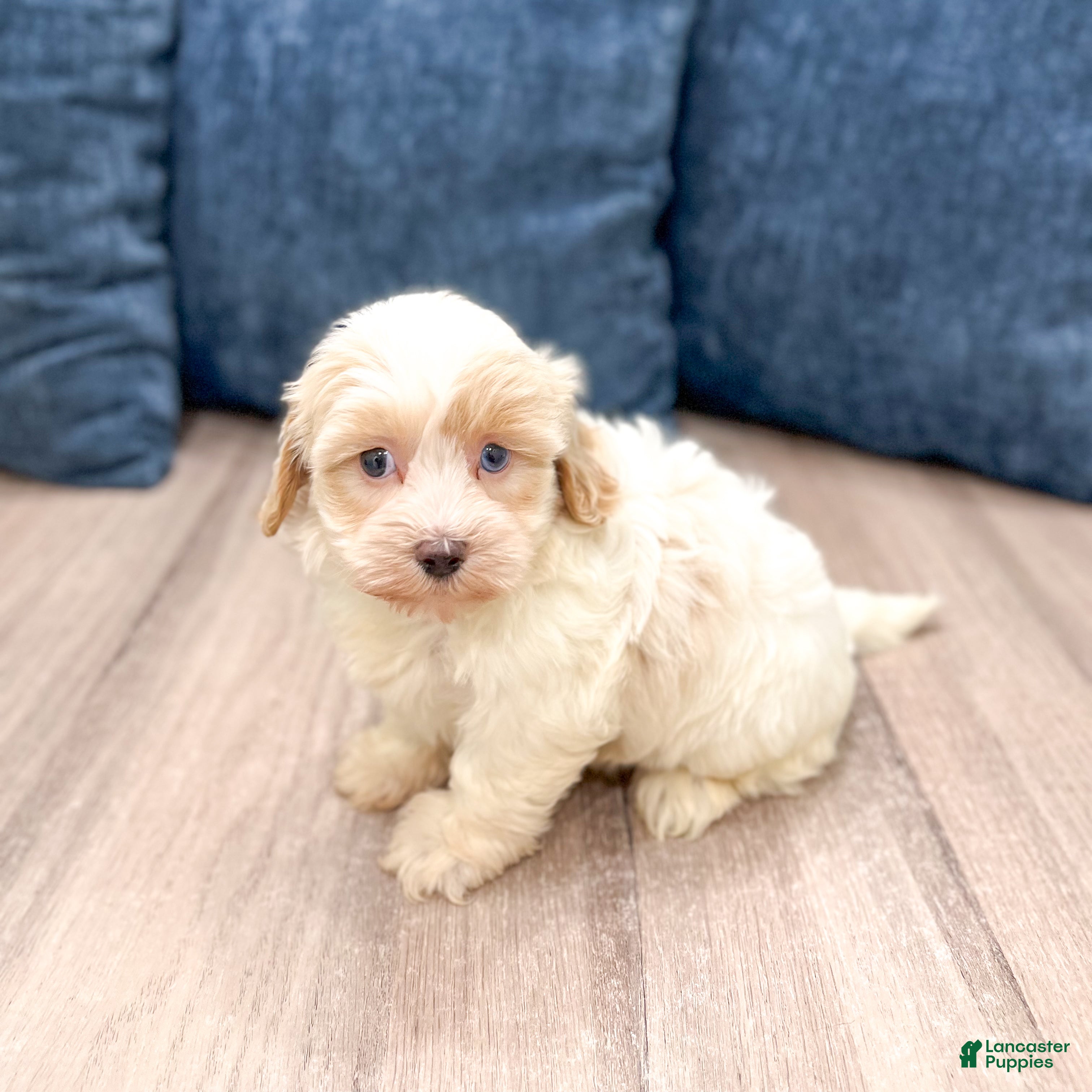 Havanese dogs Hailey - Ad 1
