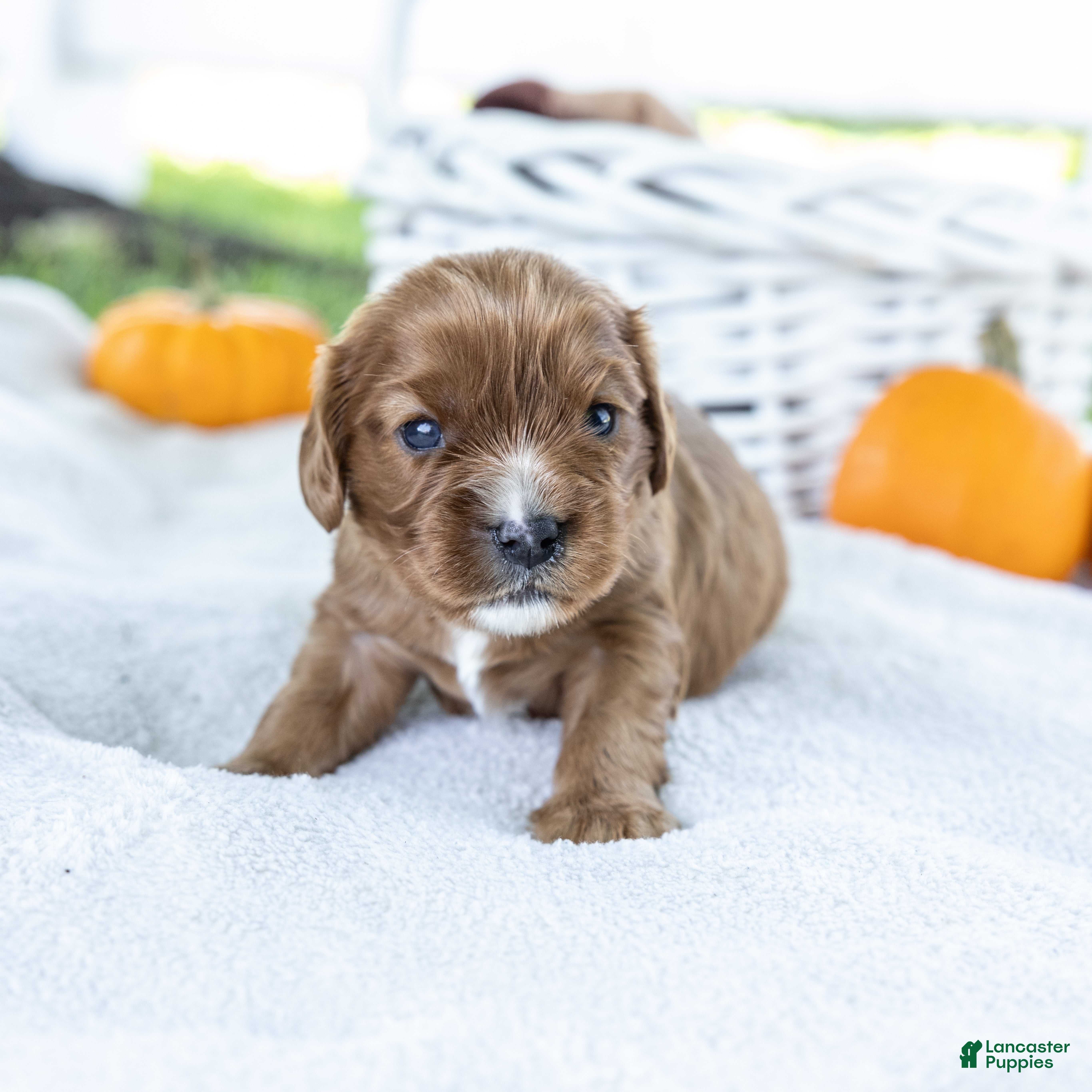 Cavalier King Charles Spaniel dogs Nutmeg - Ad 1