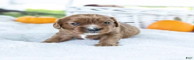 Nutmeg