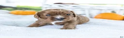 Cavalier King Charles Spaniel dogs for sale: Nutmeg - Ad 1