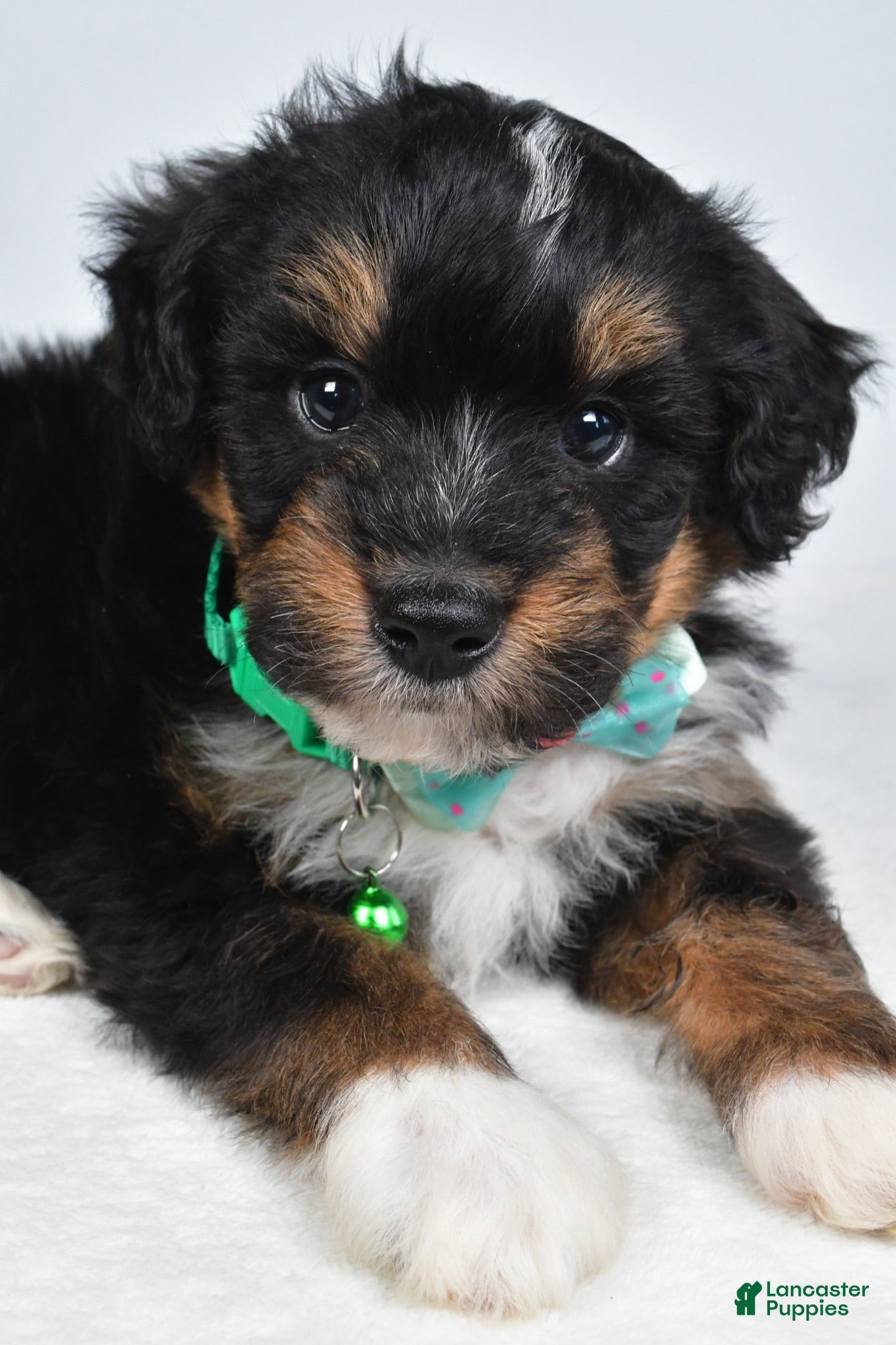 Mini Aussiedoodle dogs Gunner - Ad 2