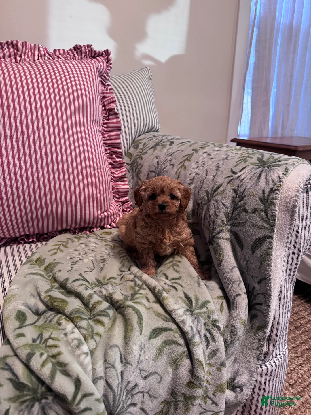 Cavapoo dogs for sale: Beau (Bo) - Ad 8