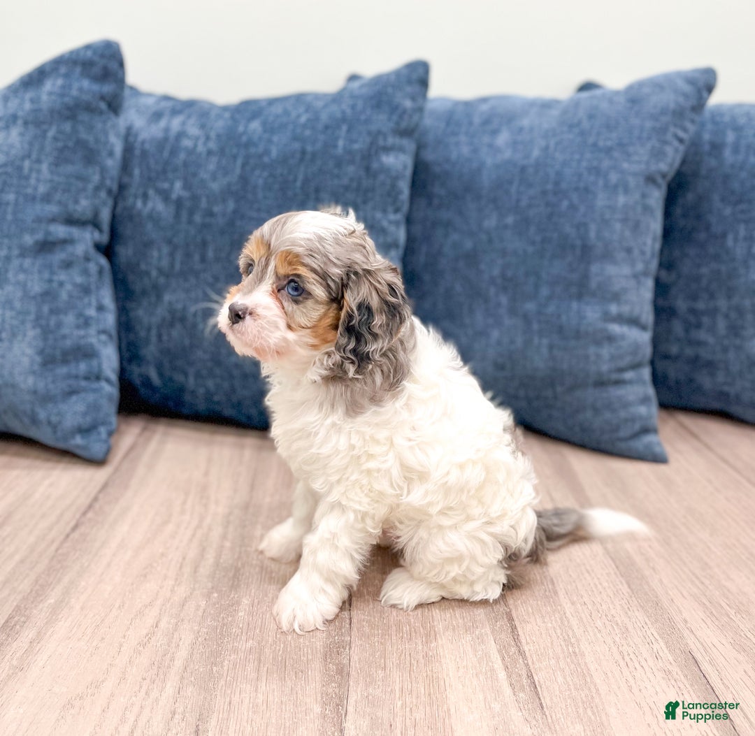 Cavapoo dogs for sale: Timmy - Ad 5