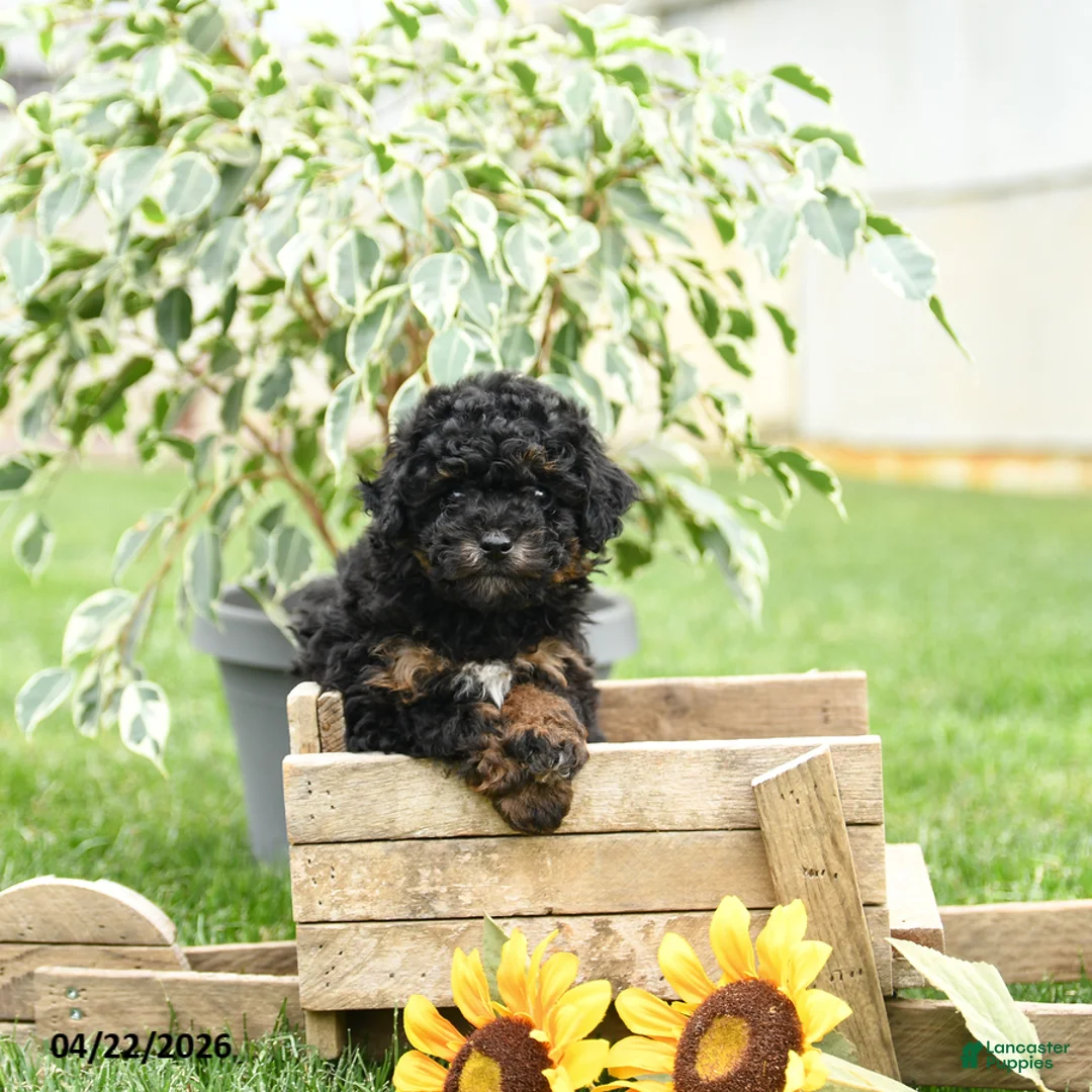 Toy Poodle dogs for sale: Winston - Ad 2
