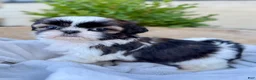 Shih Tzu dogs for sale: AKC Lyla - Ad 4