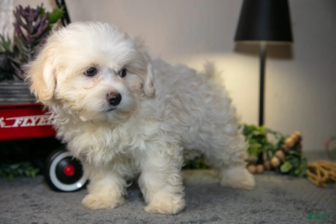 Teddy Bear dogs for sale: Victor - Ad 3