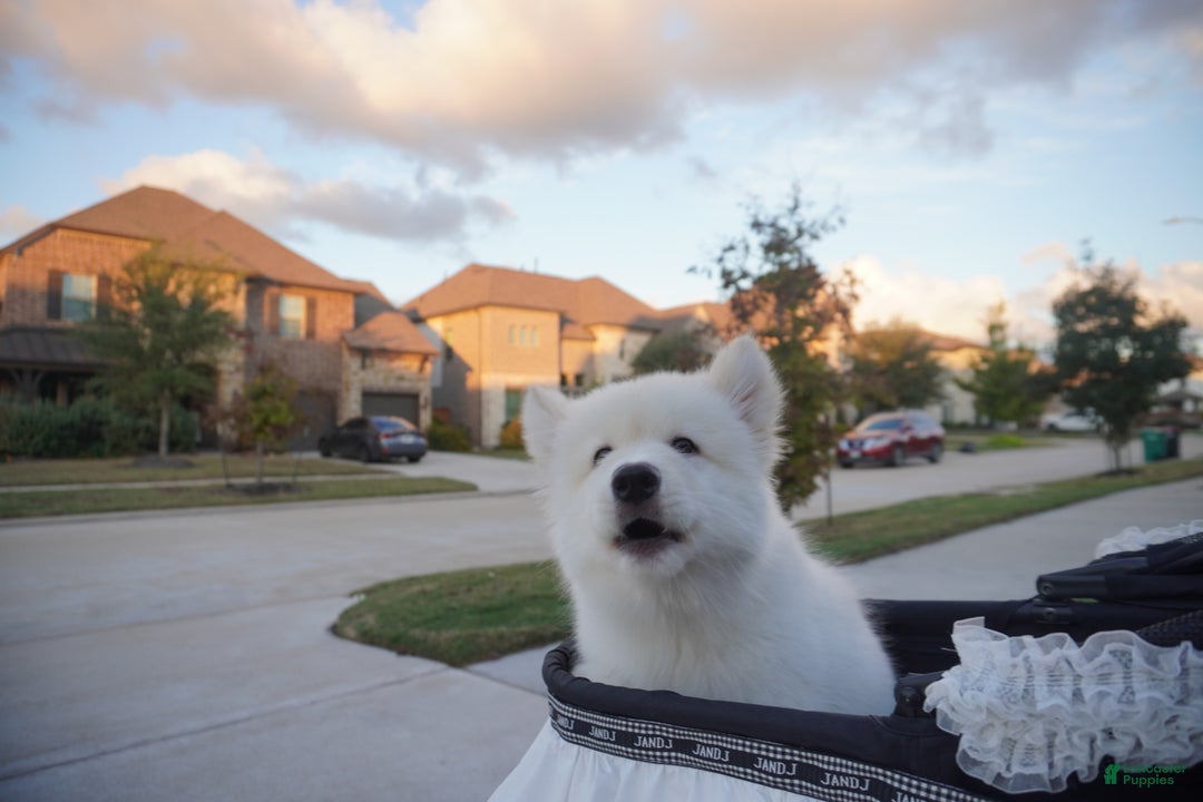 Alaskan Malamute dogs for sale: Xiao Lan - Ad 11