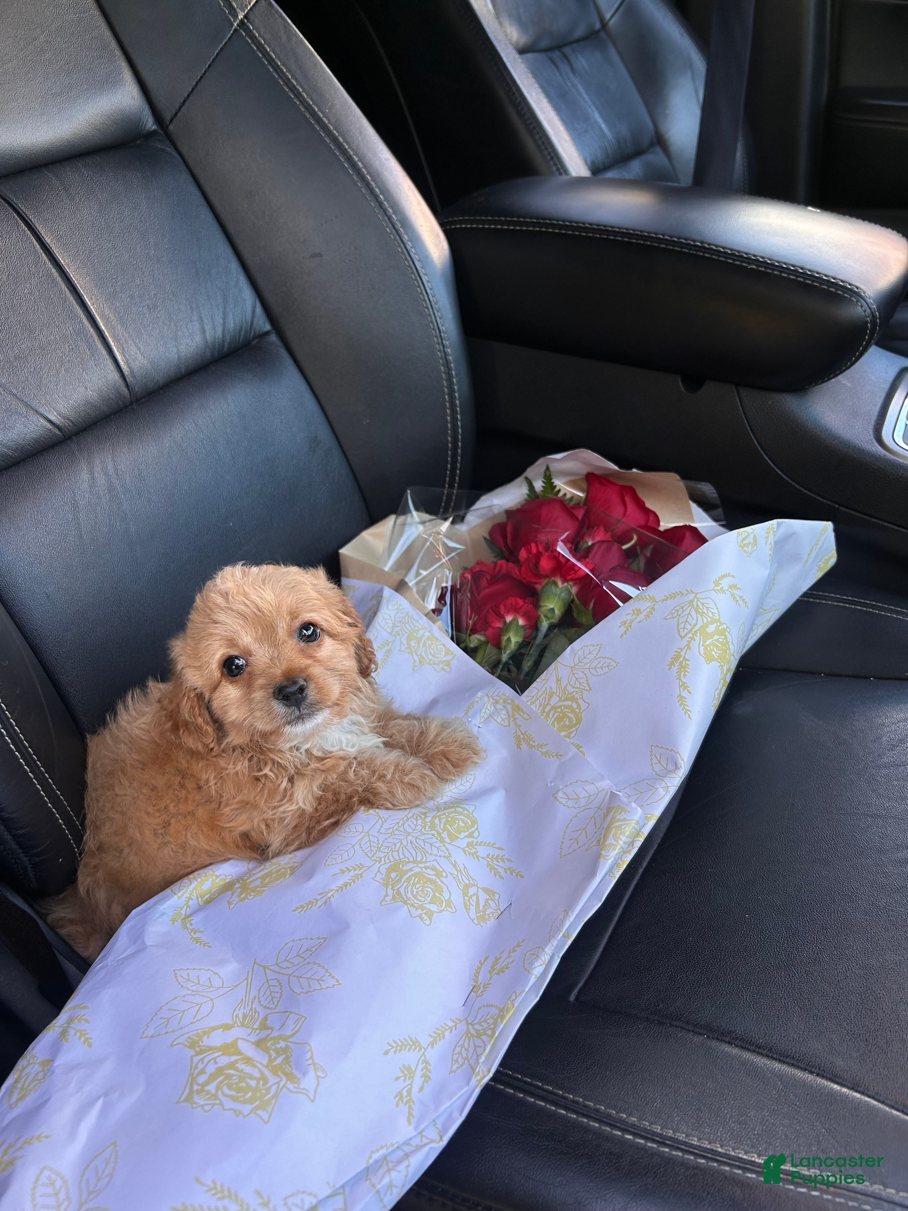 Maltipoo dogs Teddy - Ad 28