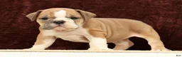 English Bulldog dogs for sale: Jaxson - Ad 1