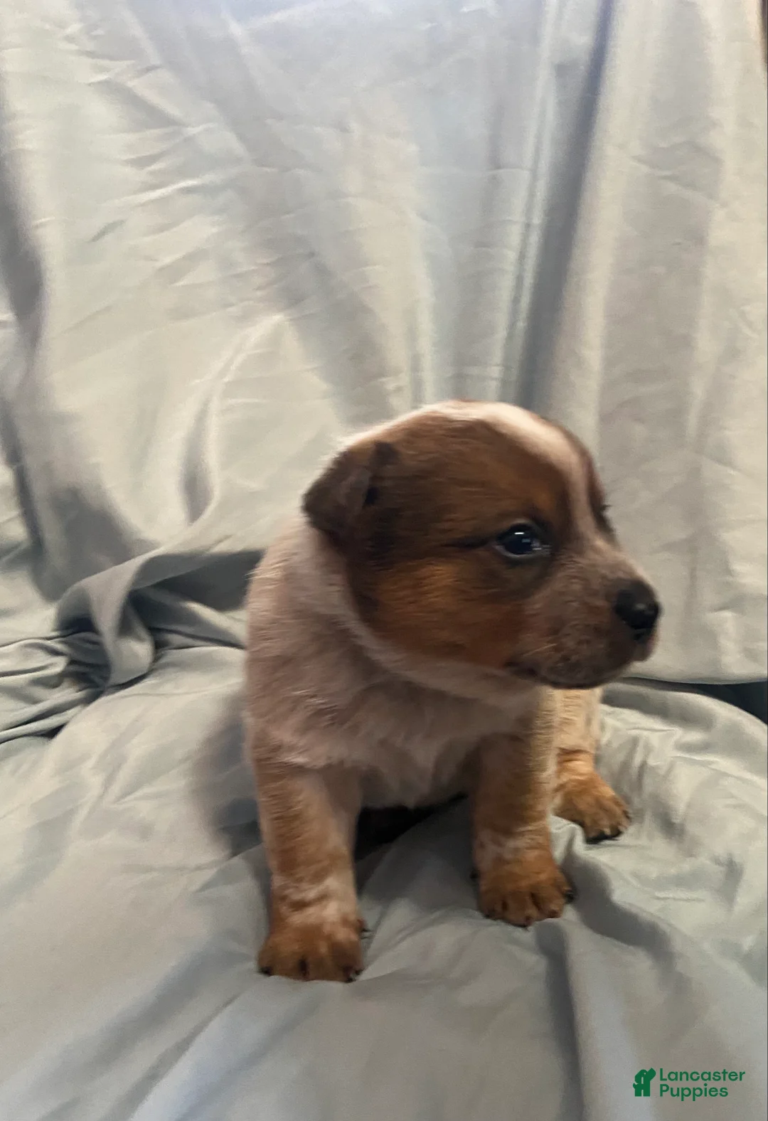 Australian Cattle Dog dogs for sale: Australian Cattle Dog Puppy 4 - Ad 1