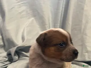 Australian Cattle Dog dogs Australian Cattle Dog Puppy 4 - Ad 41