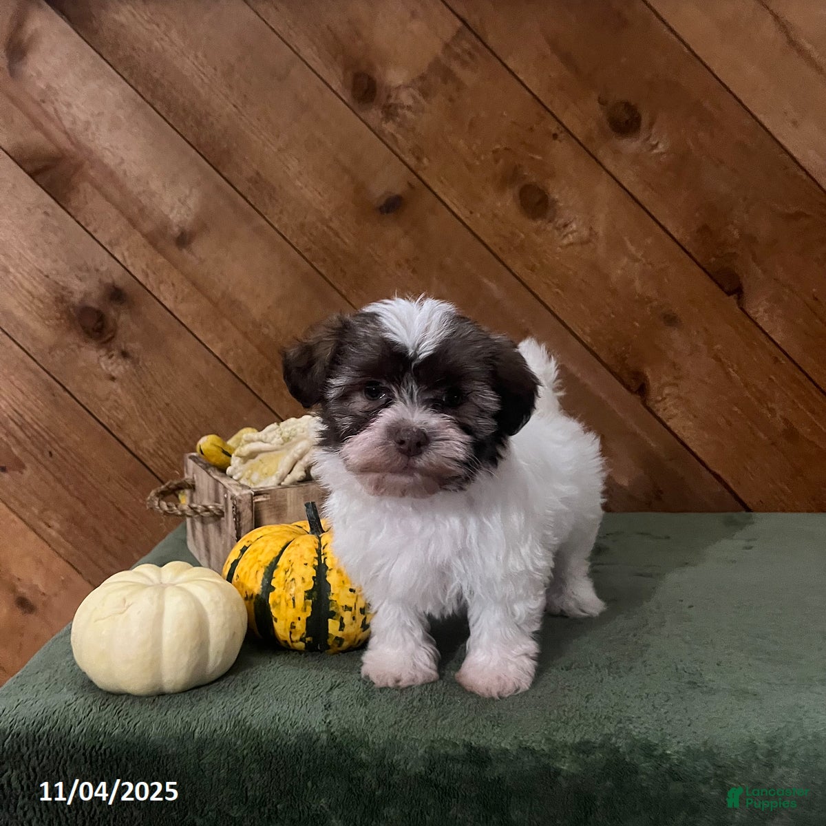 Havanese dogs Isabella - Ad 38
