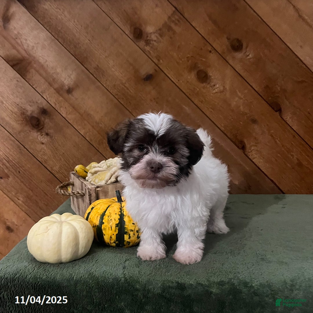 Havanese dogs for sale: Isabella - Ad 1