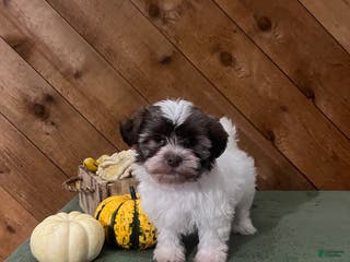 Havanese dogs Isabella - Ad 41