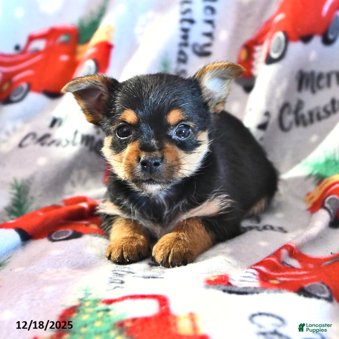 Morkie dogs for sale: Marty - Ad 4