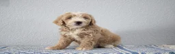 Mini Goldendoodle dogs for sale: Victor - Ad 7