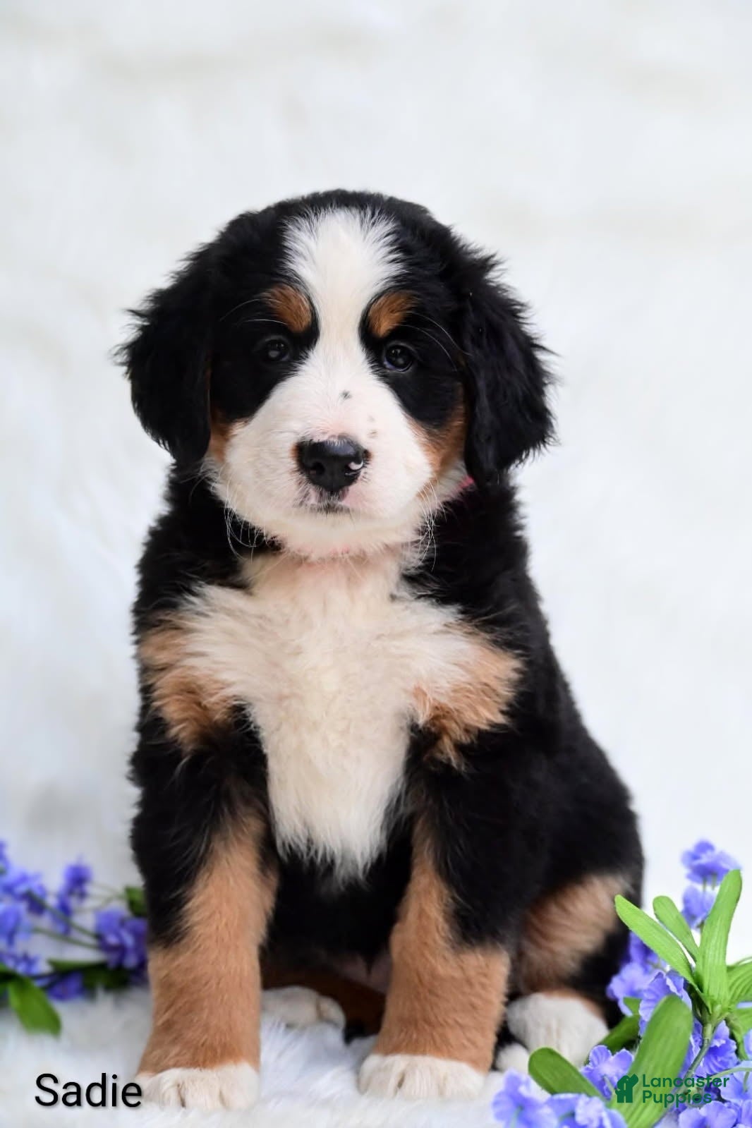 Bernese Mountain Dog dogs for sale: Sadie  - Ad 3