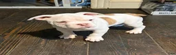 American Bully dogs for sale: Meatball - Ad 4
