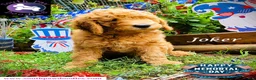 Goldendoodle dogs for sale: Joker - Ad 4