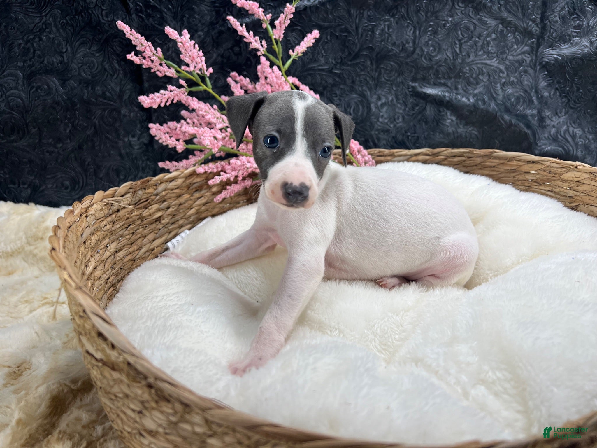 Italian Greyhound dogs Italian Greyhound 6 - Ad 2