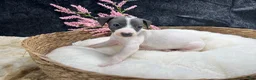Italian Greyhound dogs for sale: Italian Greyhound 6 - Ad 2