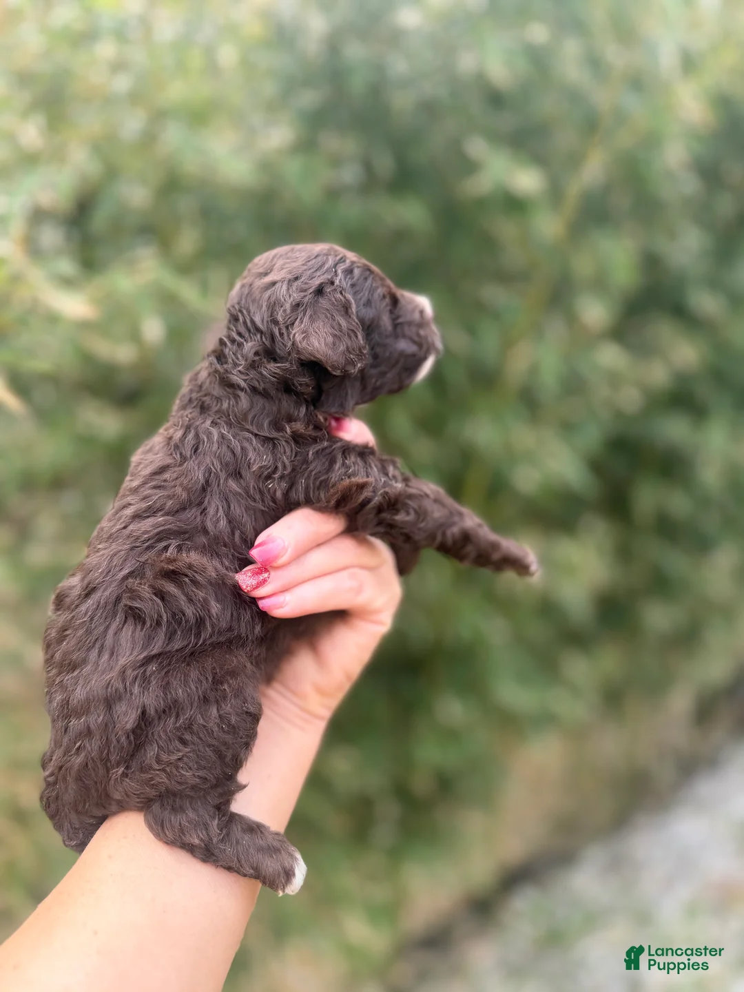 Toy Poodle dogs for sale: Jarrod - Ad 2