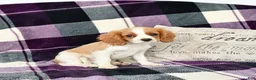 Cavalier King Charles Spaniel dogs for sale: Travis - Ad 3
