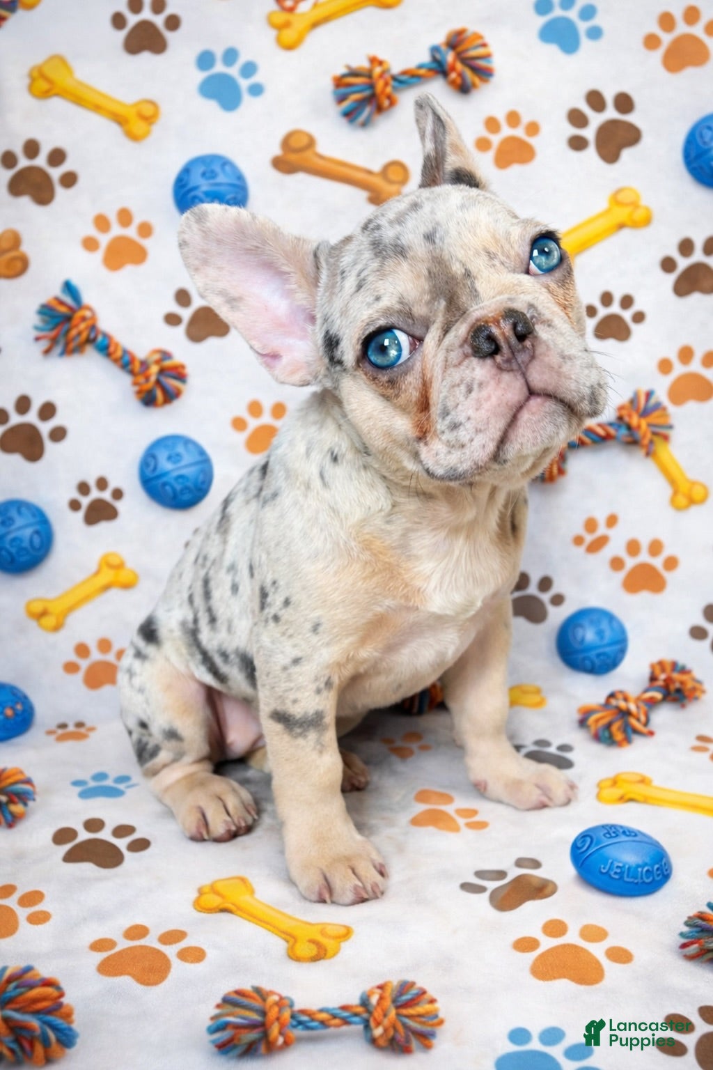 French Bulldog dogs Lavender - The Playful Pouncer  - Ad 1