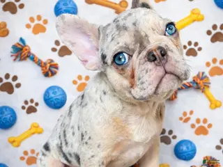 French Bulldog dogs for sale: Lavender - The Playful Pouncer - Ad 3