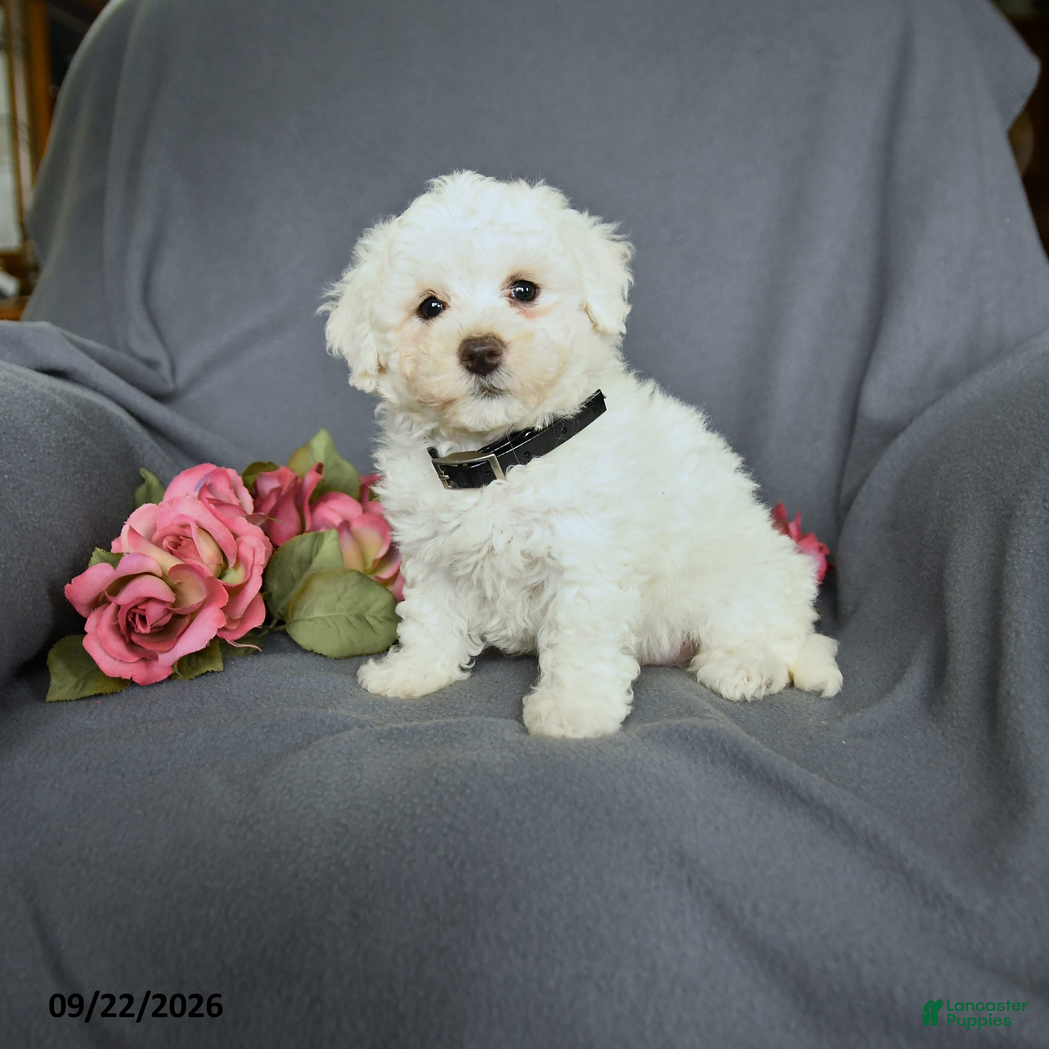 Bichon Frise dogs for sale: Leo - Ad 1